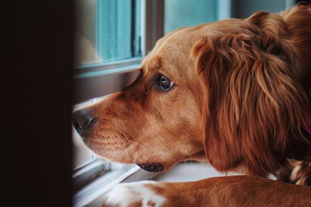 Animo monitor de comportamiento de perros