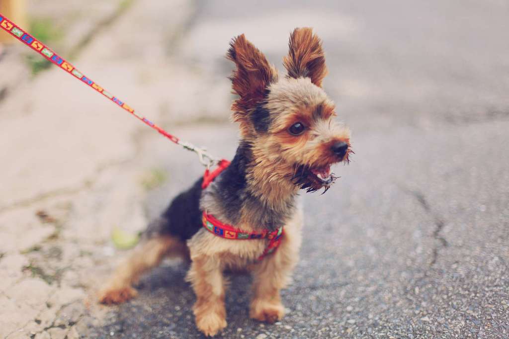 Animo monitor inteligente de perros