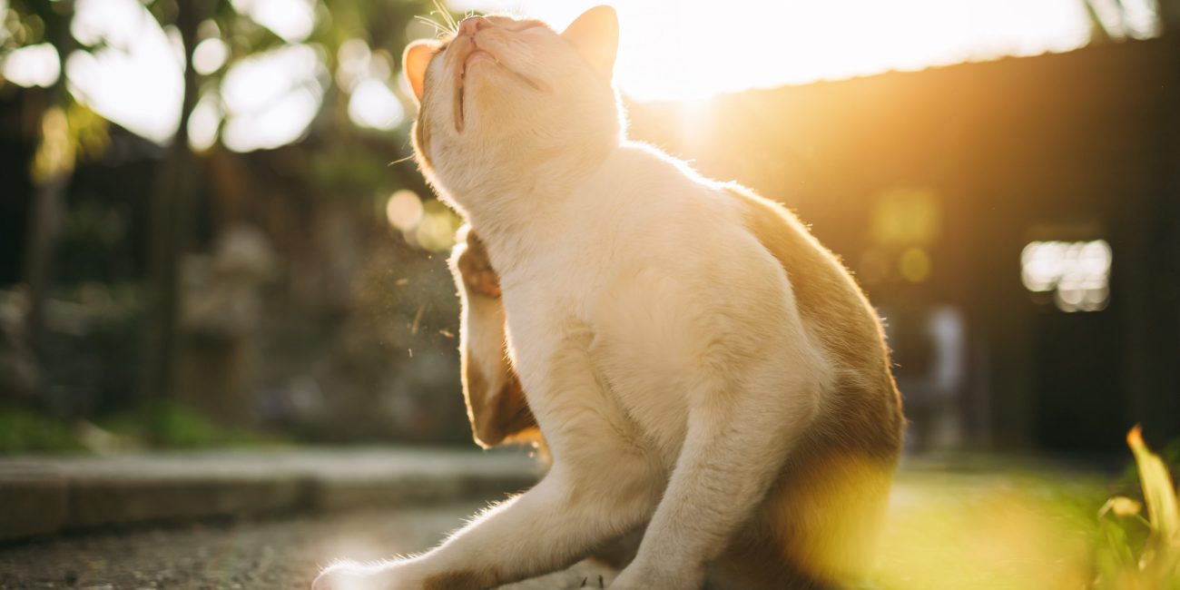 sarna en gatos tratamiento