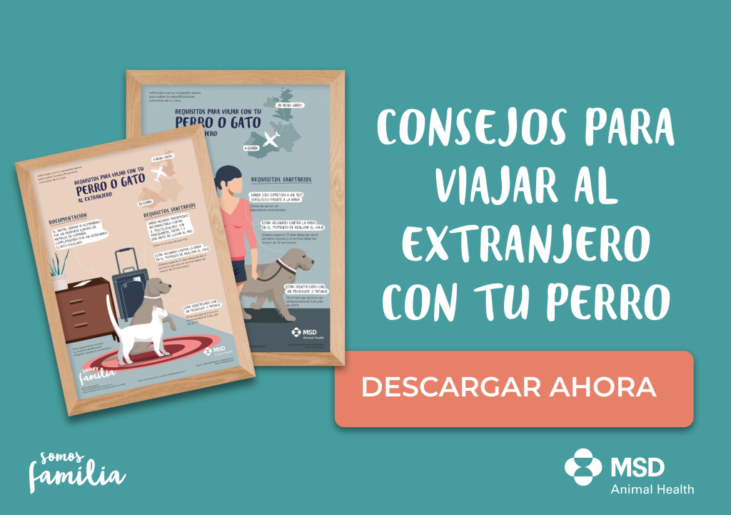 viajar a reino unido con tu perro