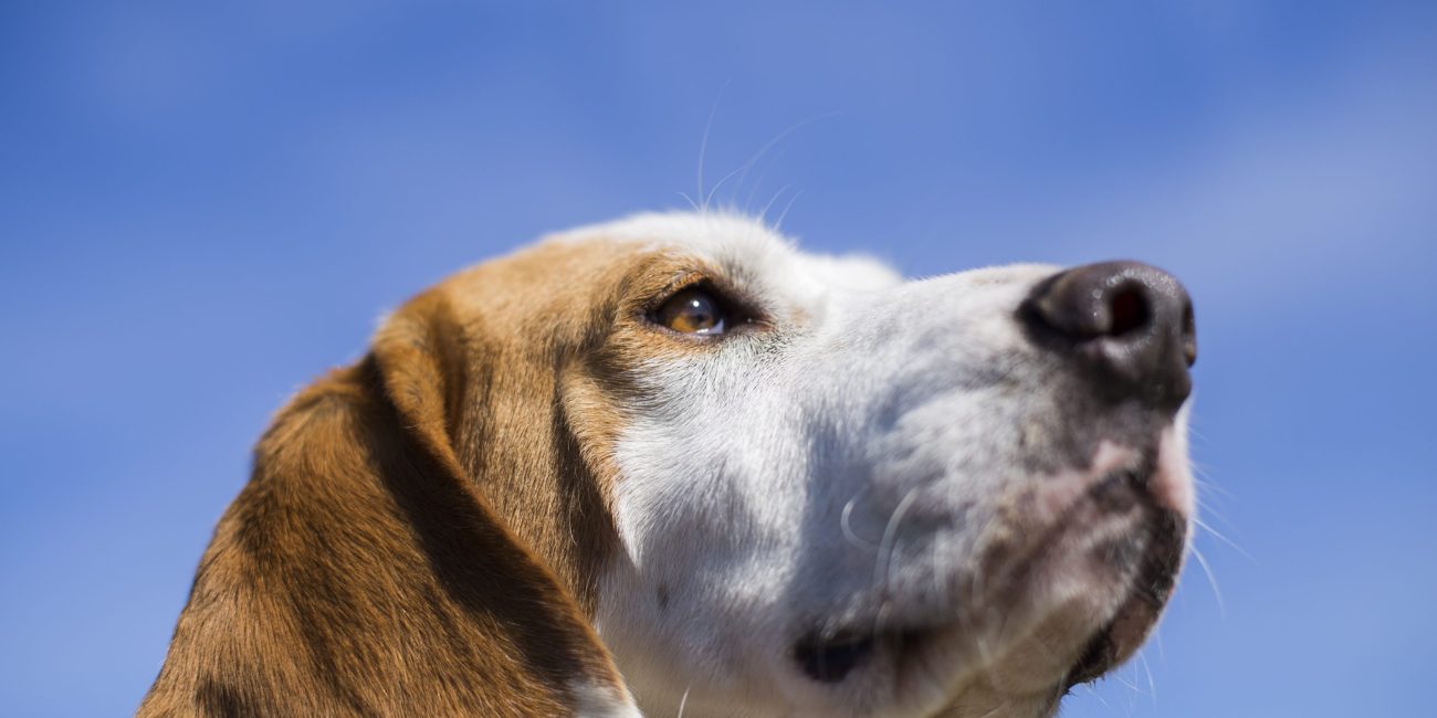 juegos de olfato para perros