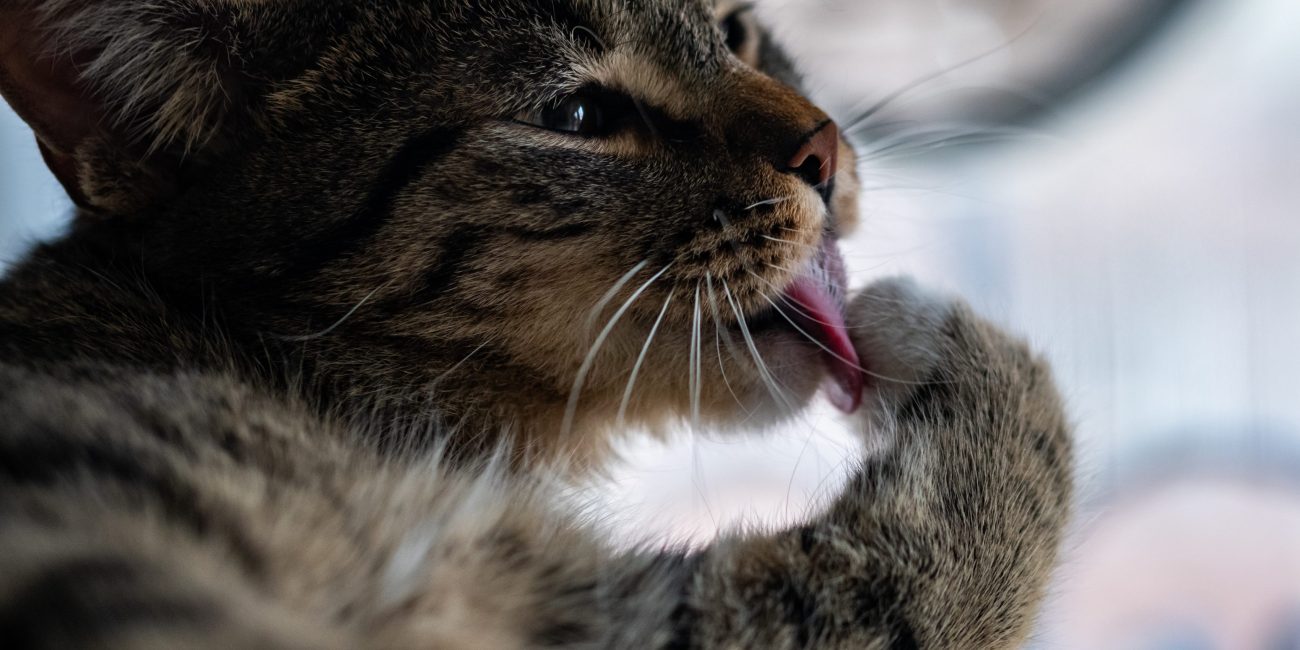 gato lamiendose
