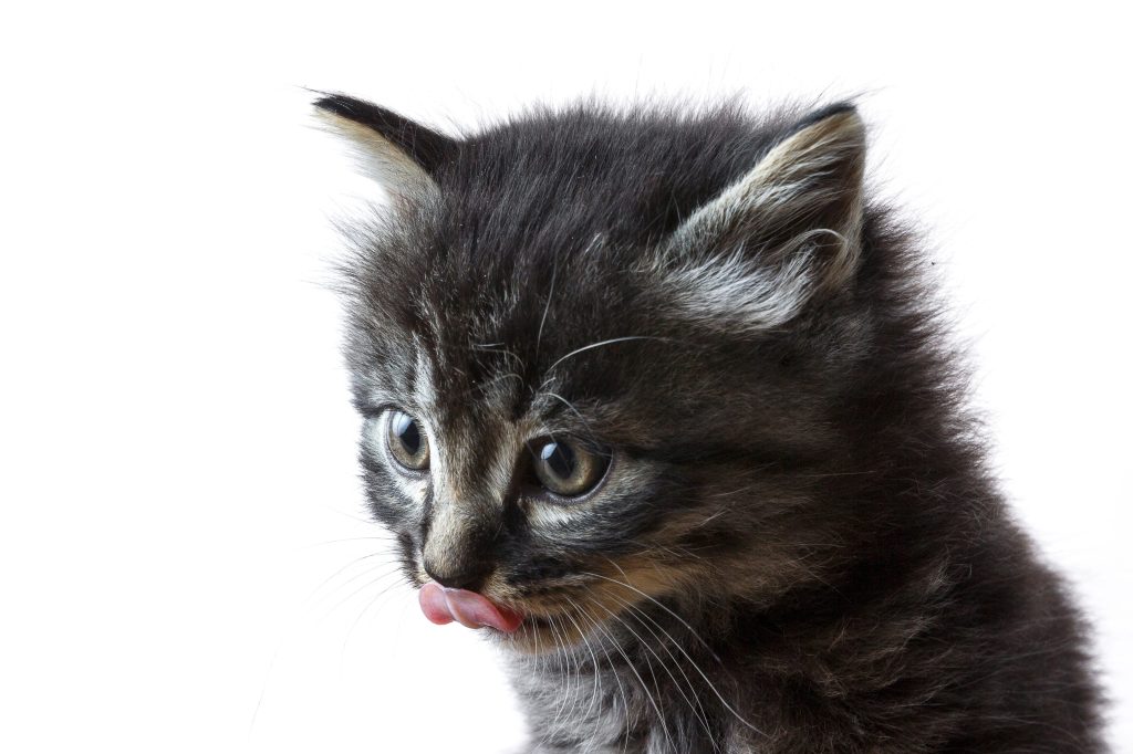 gato tierno con lengua afuera