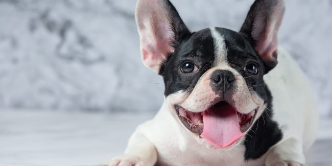 perro pequeño