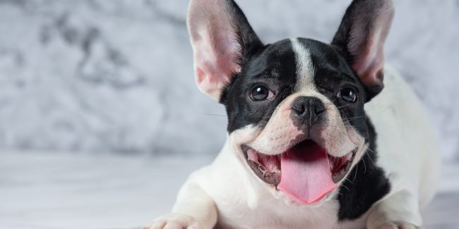 perro pequeño