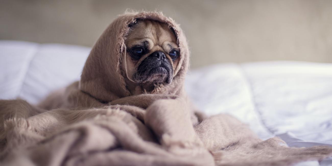 estornudos inversos perro
