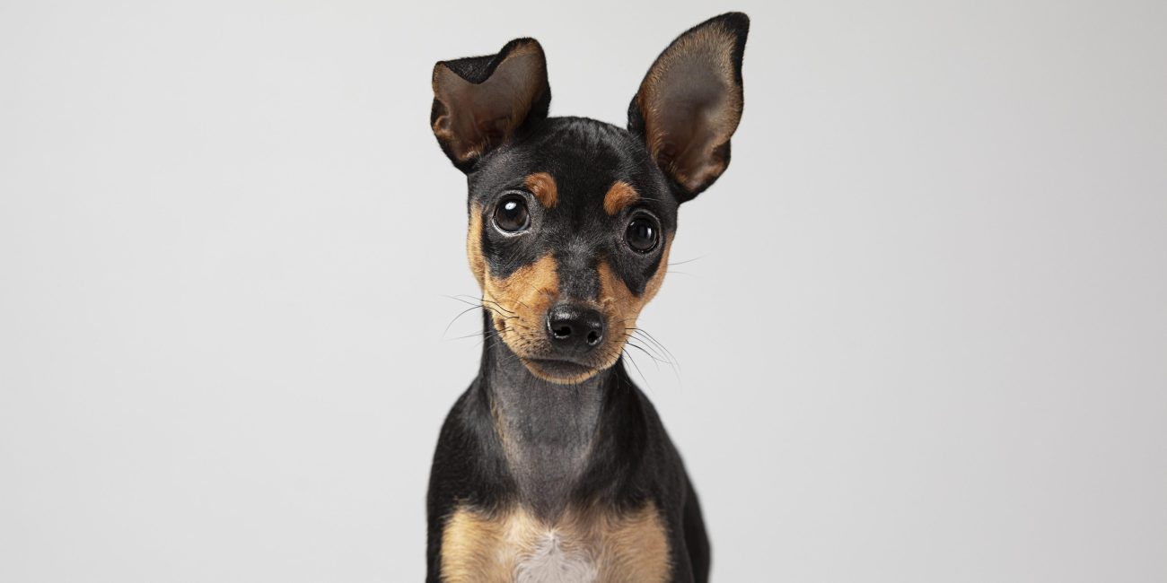 perro pequeño chihuahua