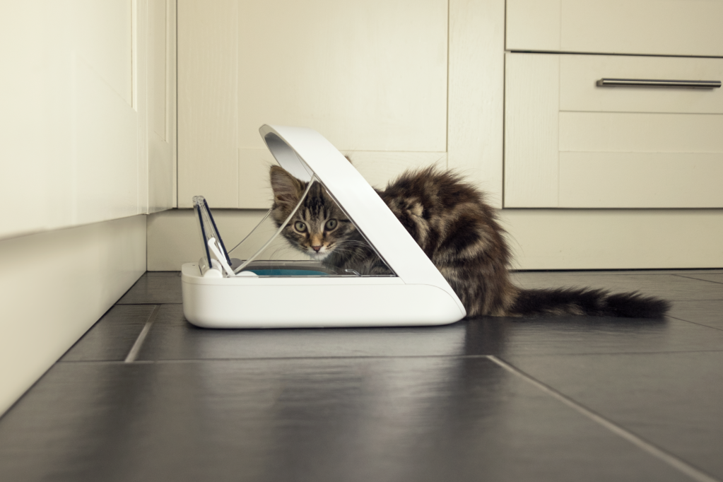 maullido de gato enfermedad