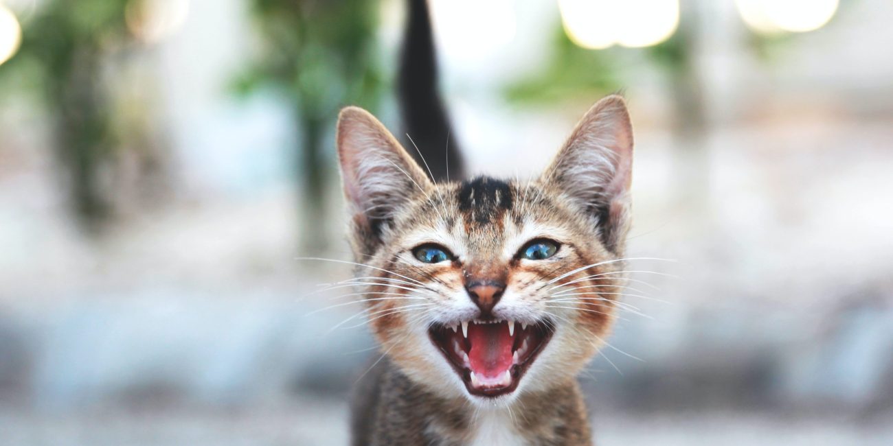 maullido de gato 