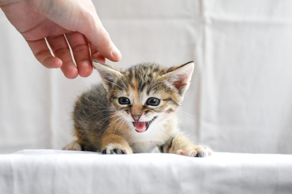 porque maullan los gatos