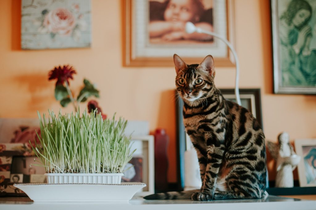 gato en su casa