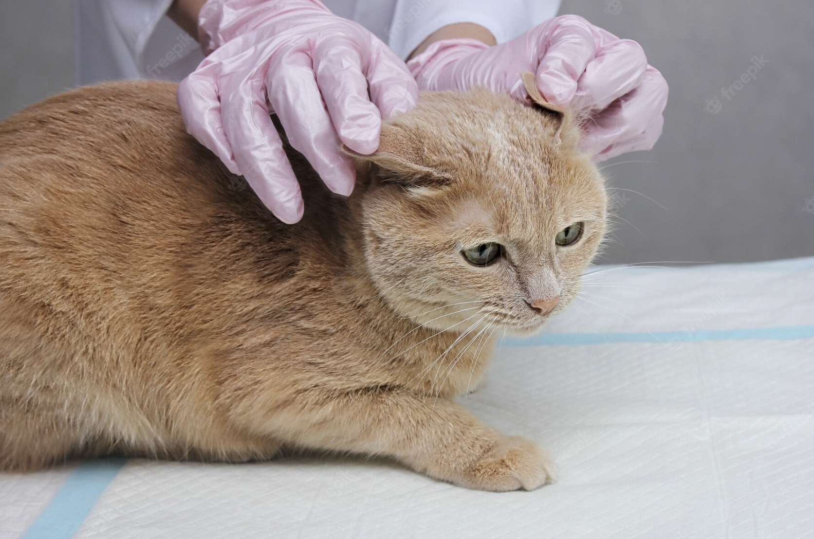 Tiña en Gatos: Síntomas, Contagio y Tratamiento