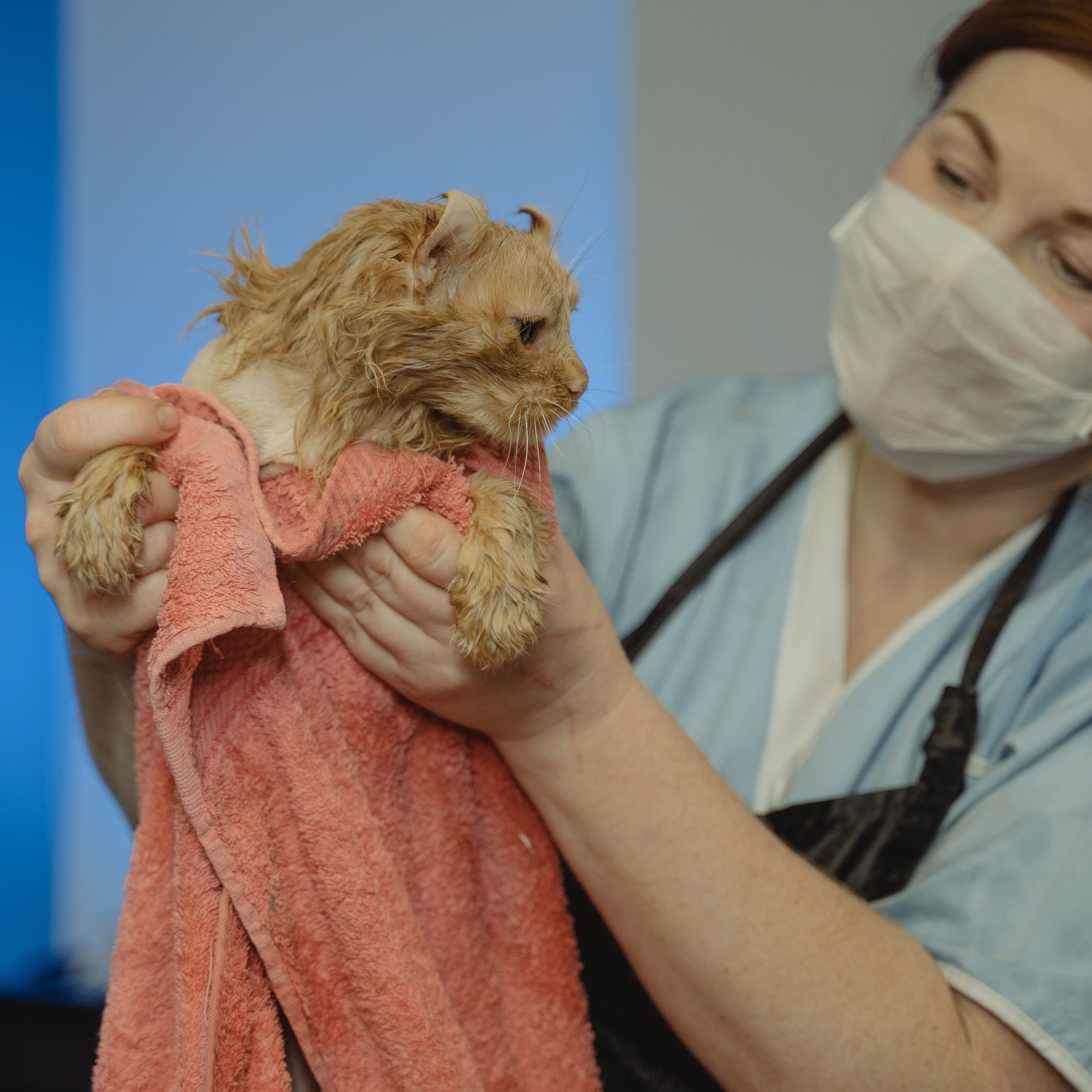 tratamiento en gatos
