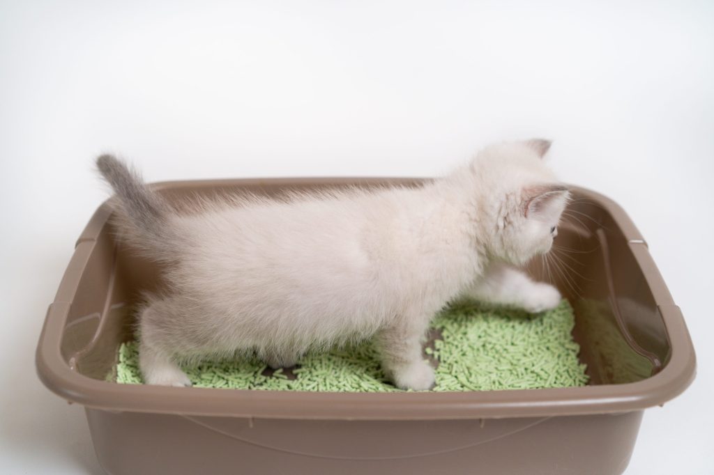 areneros para gatos pequeños