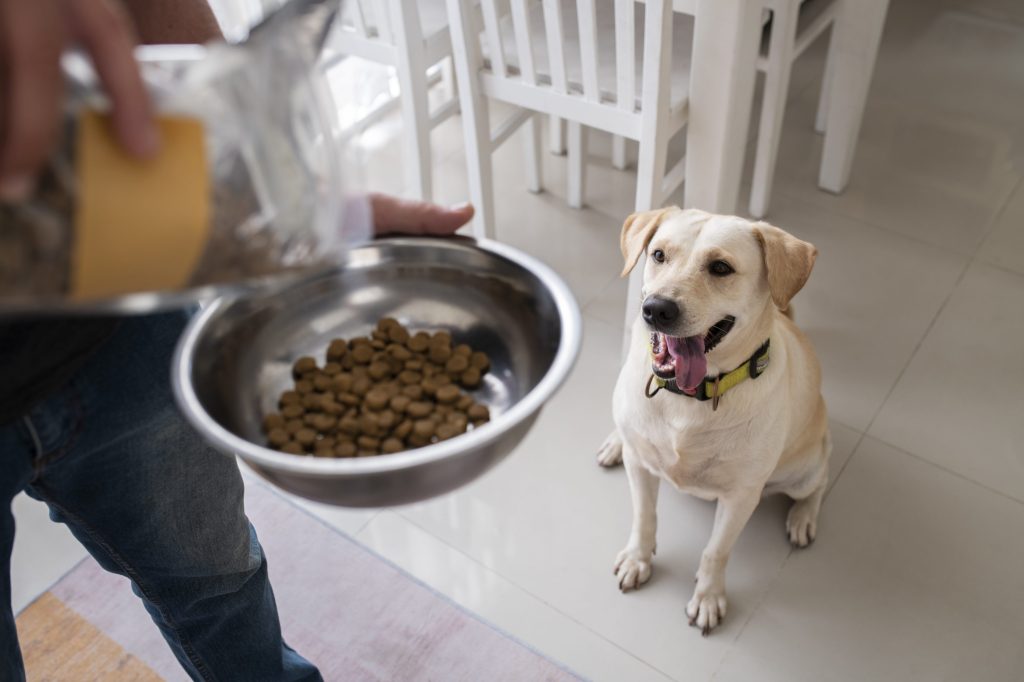 Comedero automático para perros 