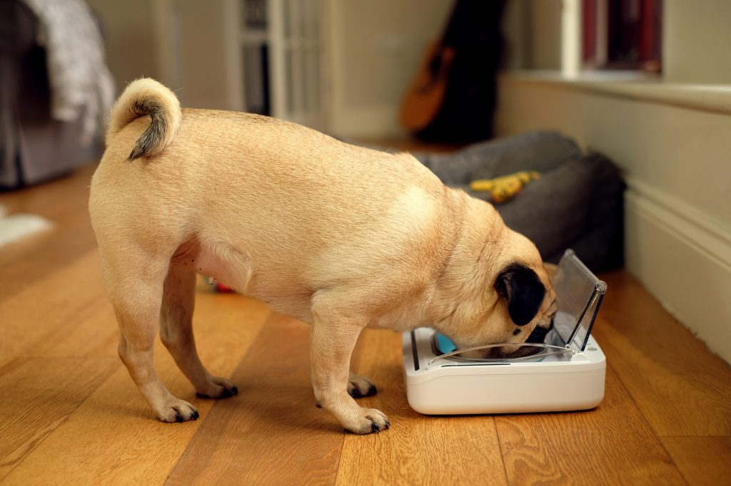 Perro comiendo de un comedero automático surepet care