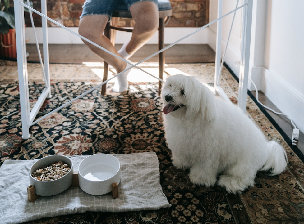Comedero para perros
