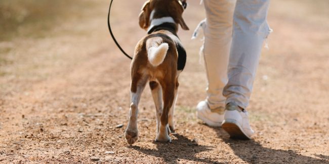 Para que sirve el adiestramiento canino