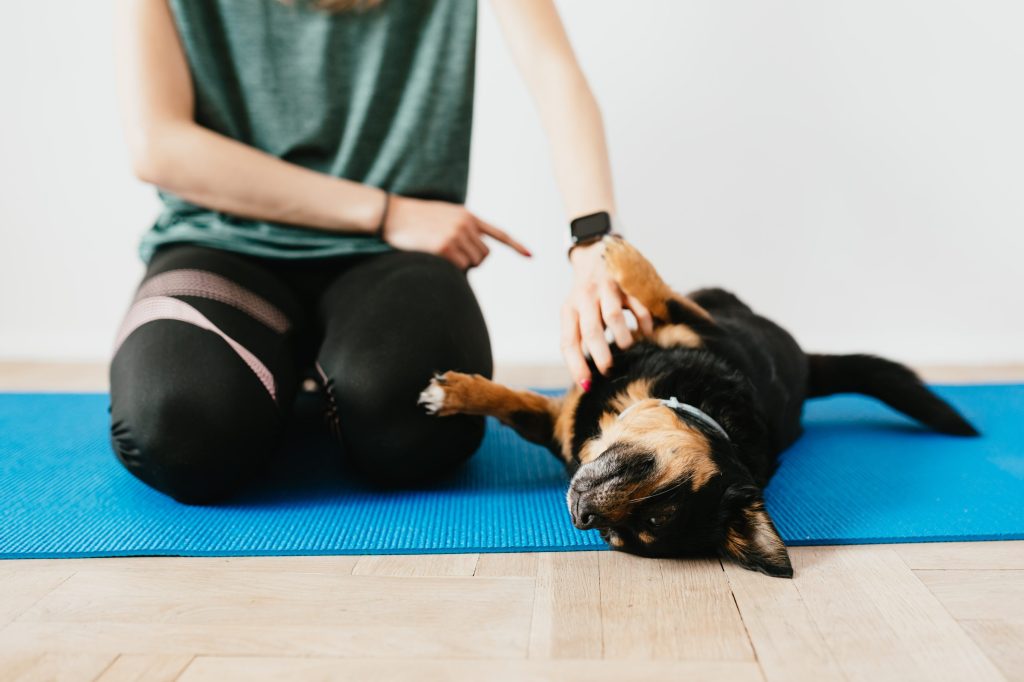 entrenamiento perros pequeños