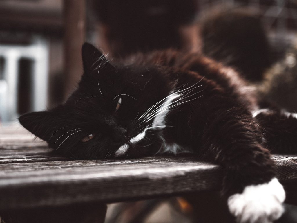 El lenguaje de los gatos interpretarlo y comprenderlo