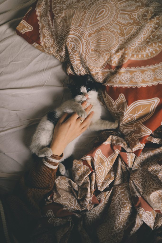 lenguaje gatos