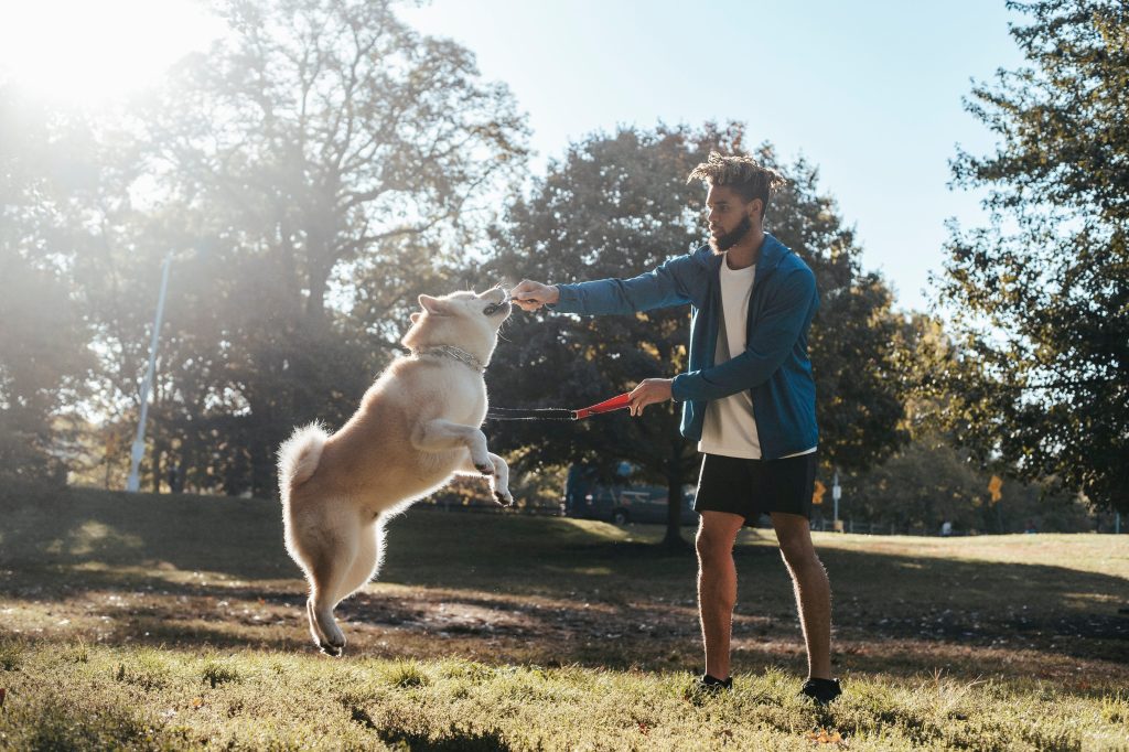 A que edad se comienza el adiestramiento canin