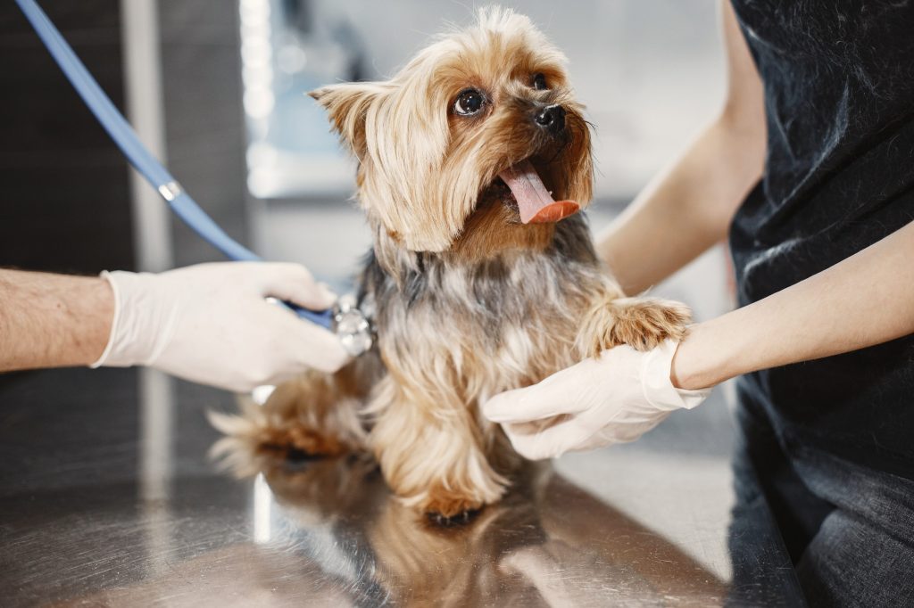 Esterilización en perras