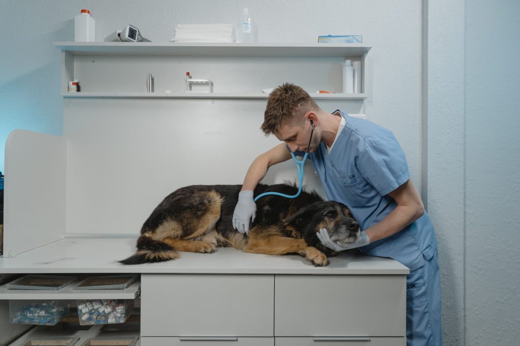 esterilizar a mi perra