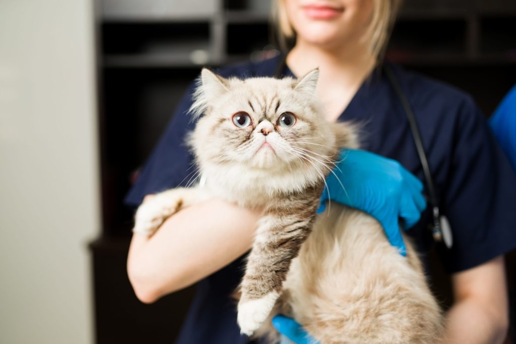 Gato persa blanco y veterinario