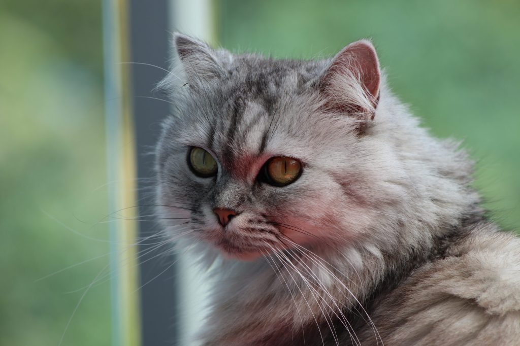 Gato gris persa