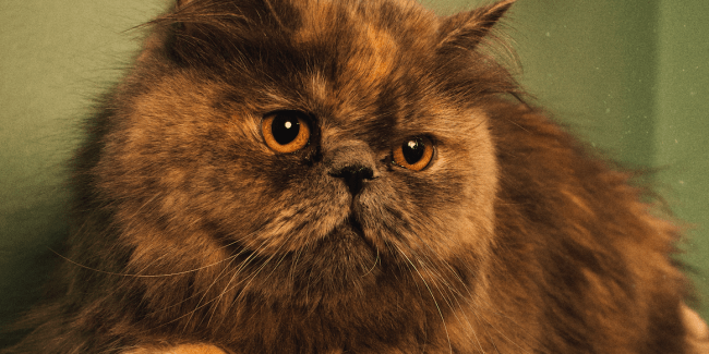Gato persa
