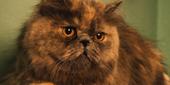 Gato persa