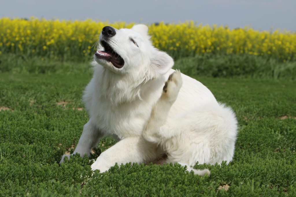 garrapatas en perros