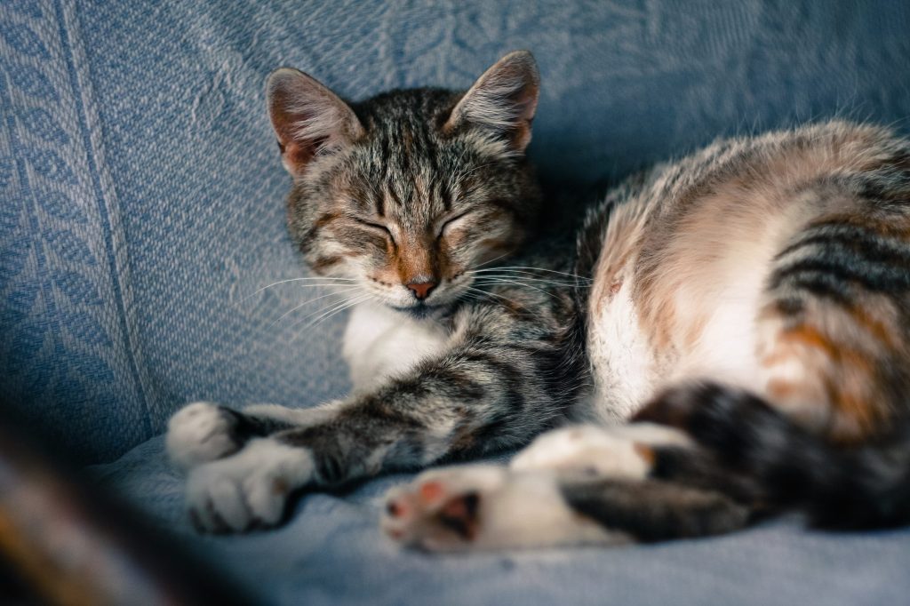 el mejor remedio para las pulgas en gatos