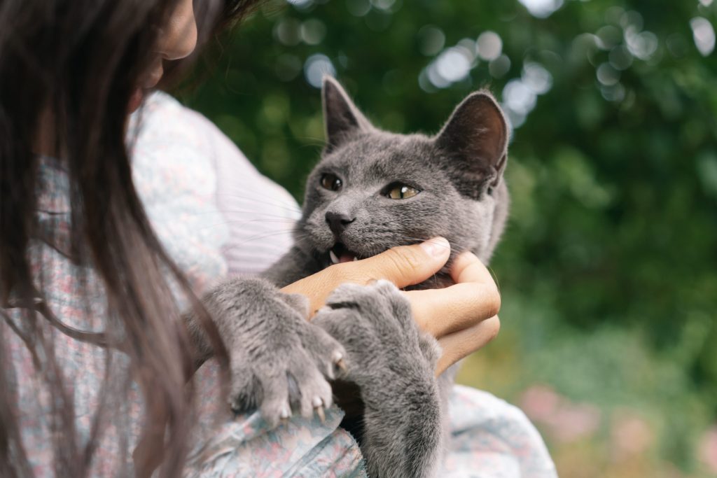 Porque los gatos amasan