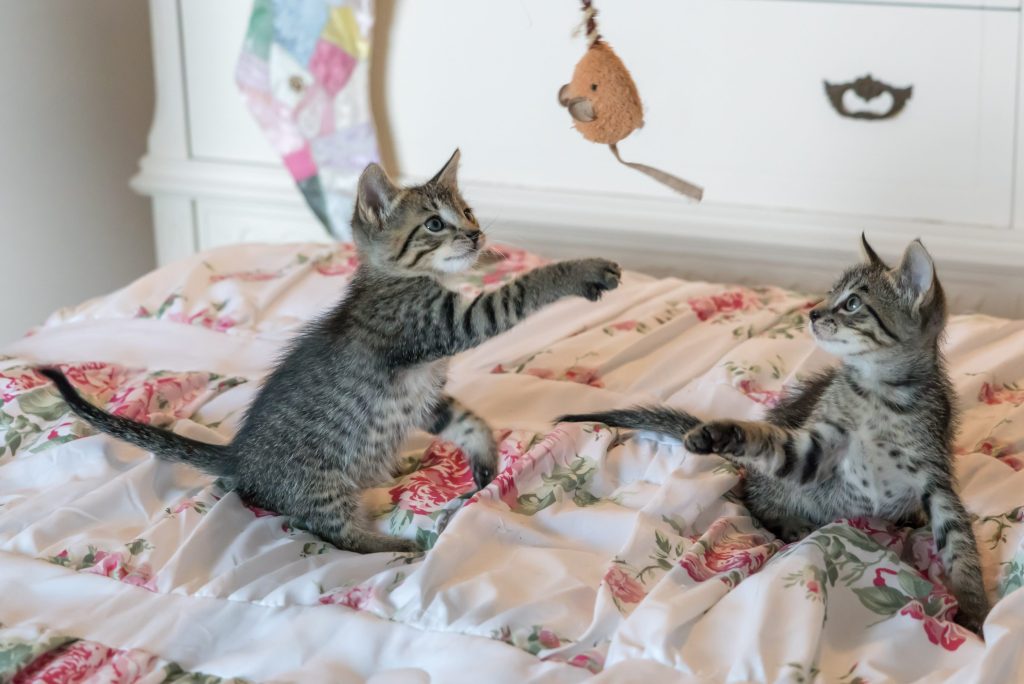 Pulgas en gatos