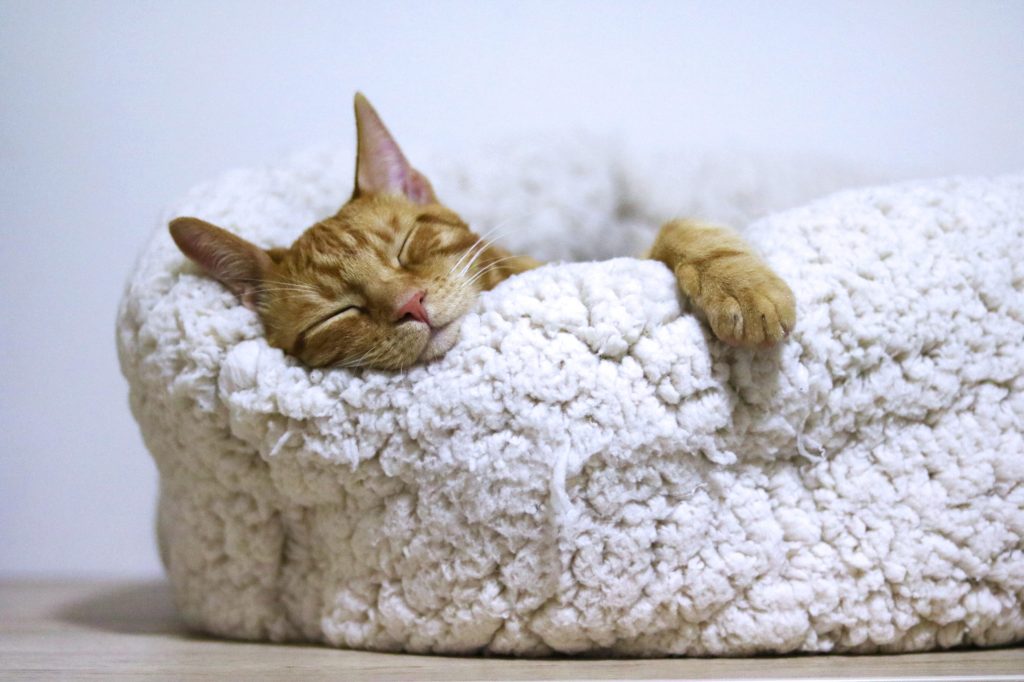 remedios caseros para las pulgas en gatos