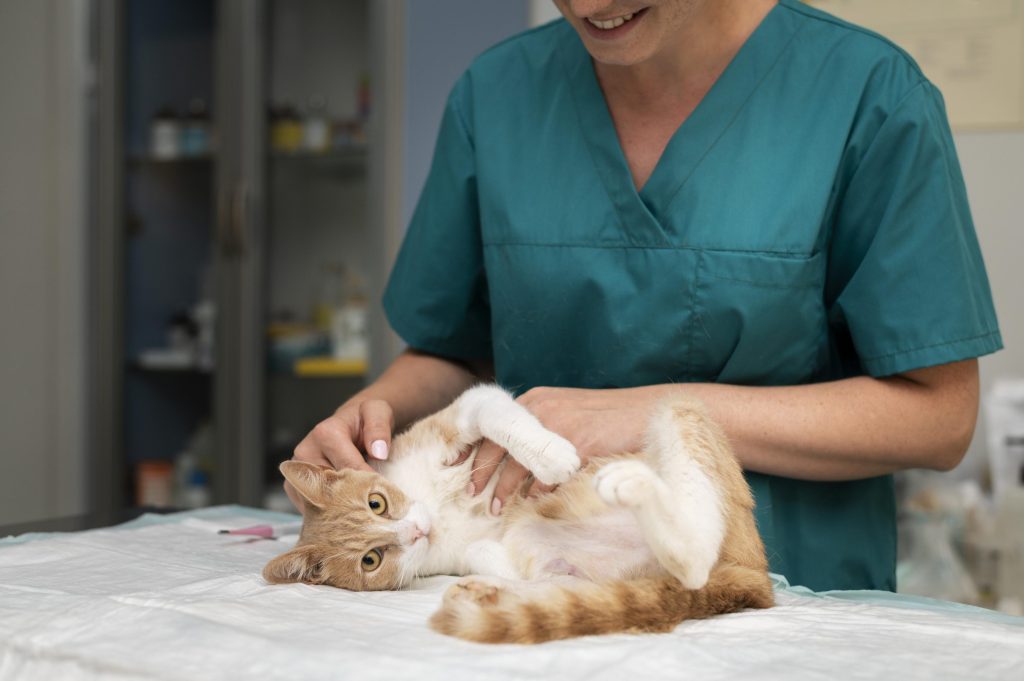 como introducir un gato nuevo en casa 