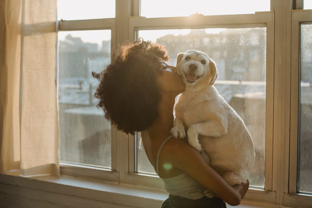 qué hacer cuando llega un nuevo perrito a casa